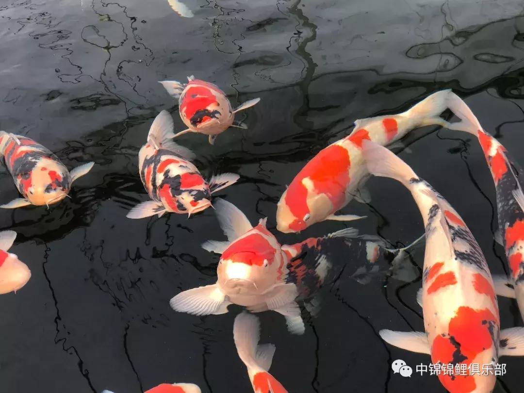 锦鲤喂食过量补救措施有哪些,锦鲤喂食过量补救措施图片