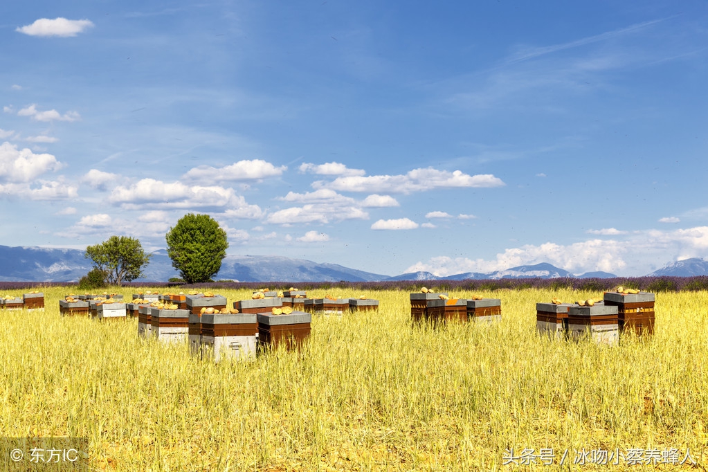 养蜜蜂农村技术,养蜜蜂很难吗