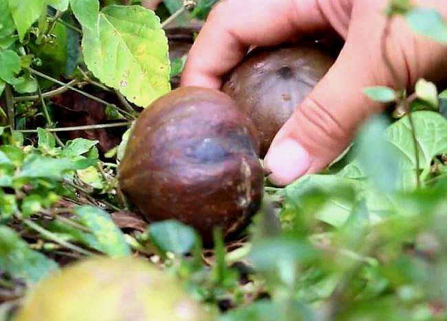 路边捡到的像是板栗一样的果子,路边捡的像栗子一样的果子