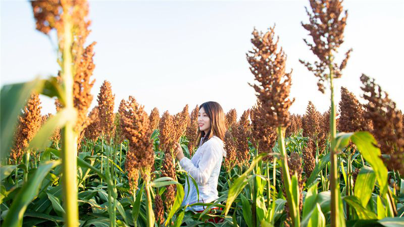 中国农民丰收节江苏省主会场,2019中国农民丰收节系列