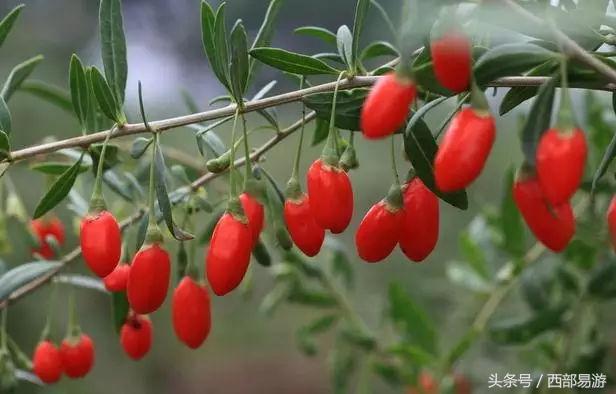 长沙特产送人一览表,上海特产必买清单一览表