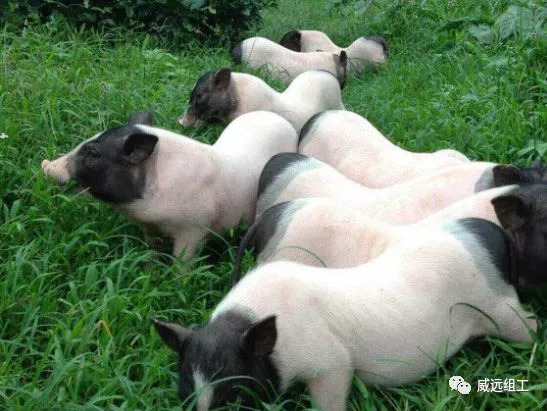 猪肉里的“名门贵族”，你吃过吗？威远这个村就有