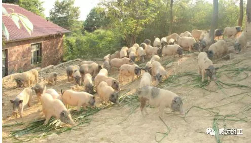 猪肉里的“名门贵族”，你吃过吗？威远这个村就有