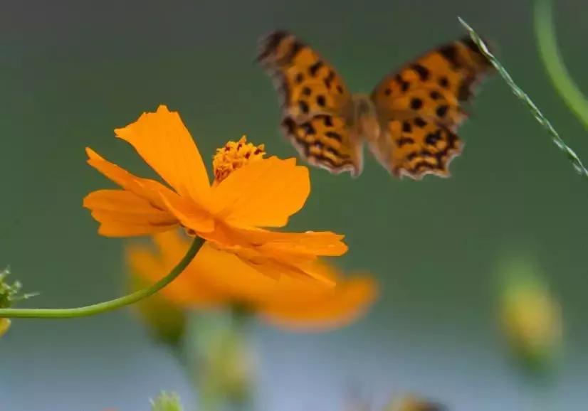 宁波花海网红打卡地,宁波镇海十七房花海
