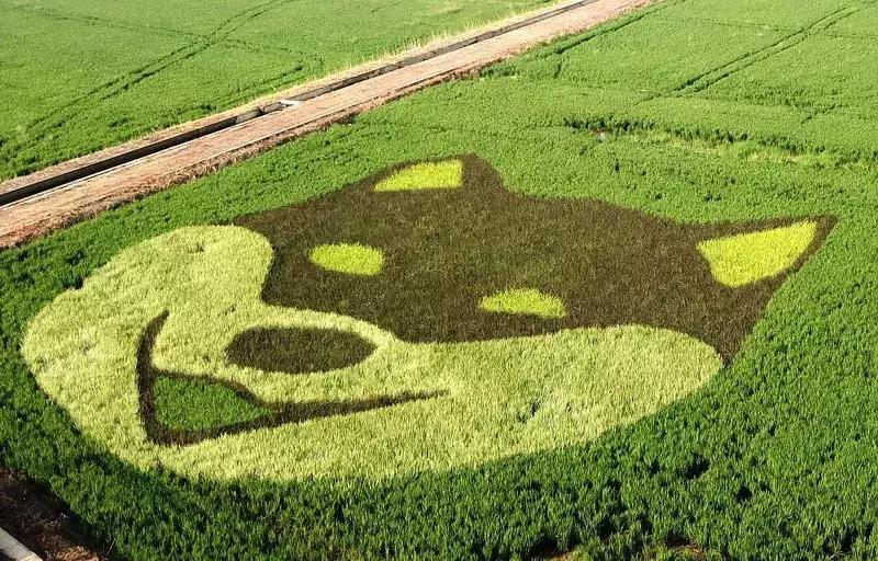 宁波花海网红打卡地,宁波镇海十七房花海