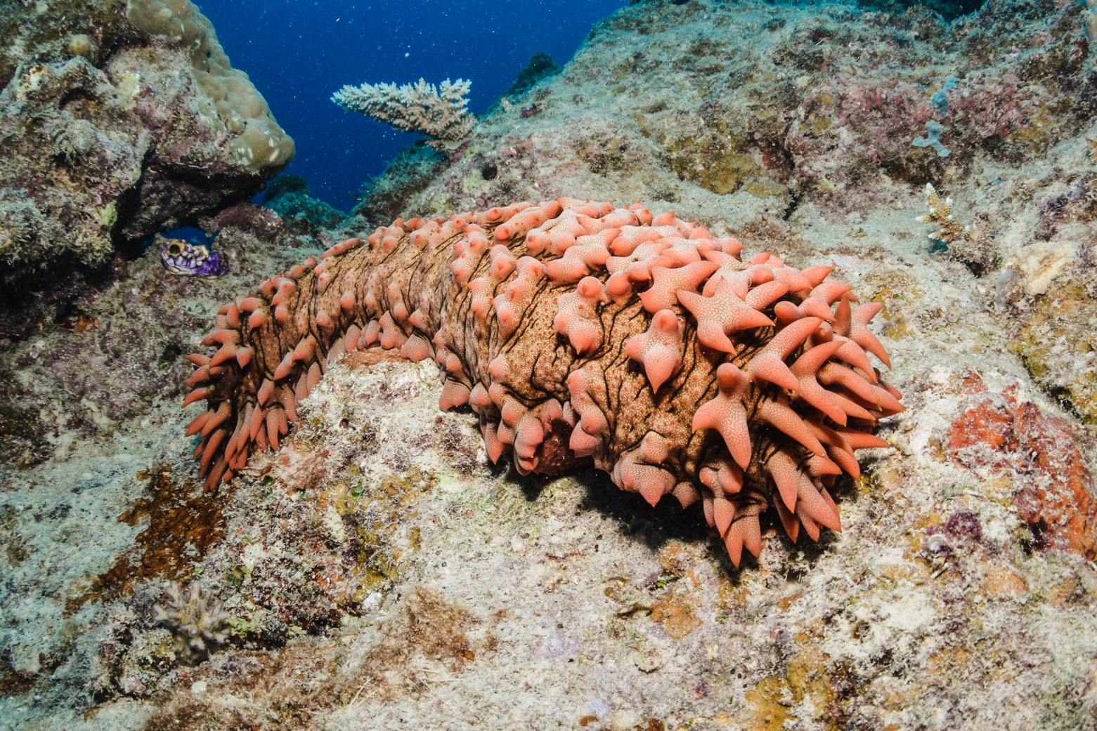 大堡礁的神奇之处,大堡礁位置图