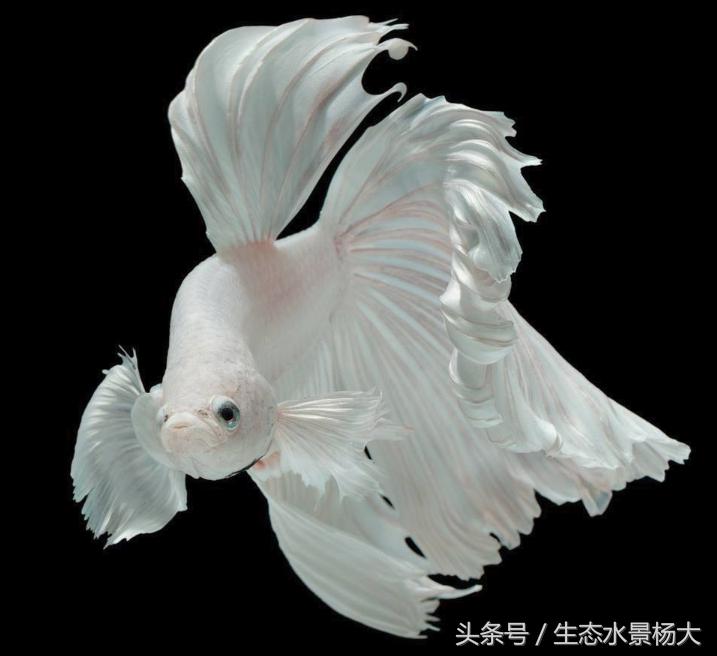 新手养斗鱼应该怎么养,斗鱼怎么养新手入门