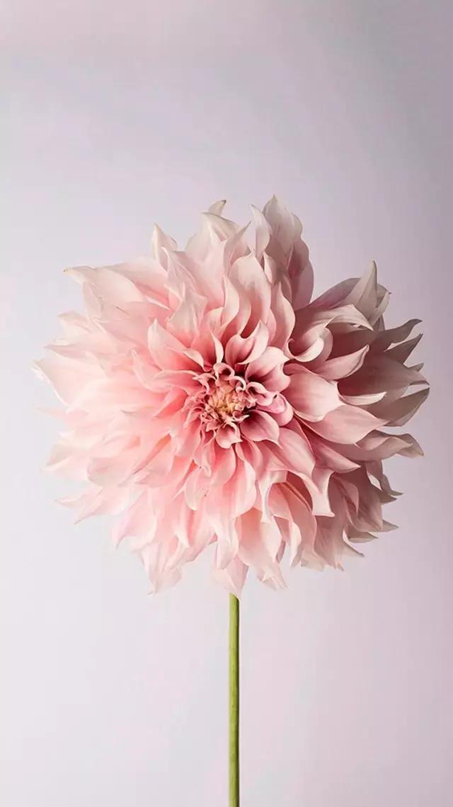 iphone壁纸斗罗大陆壁纸,壁纸控