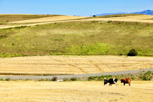 江布拉克的美景描述,风吹麦浪风景视频