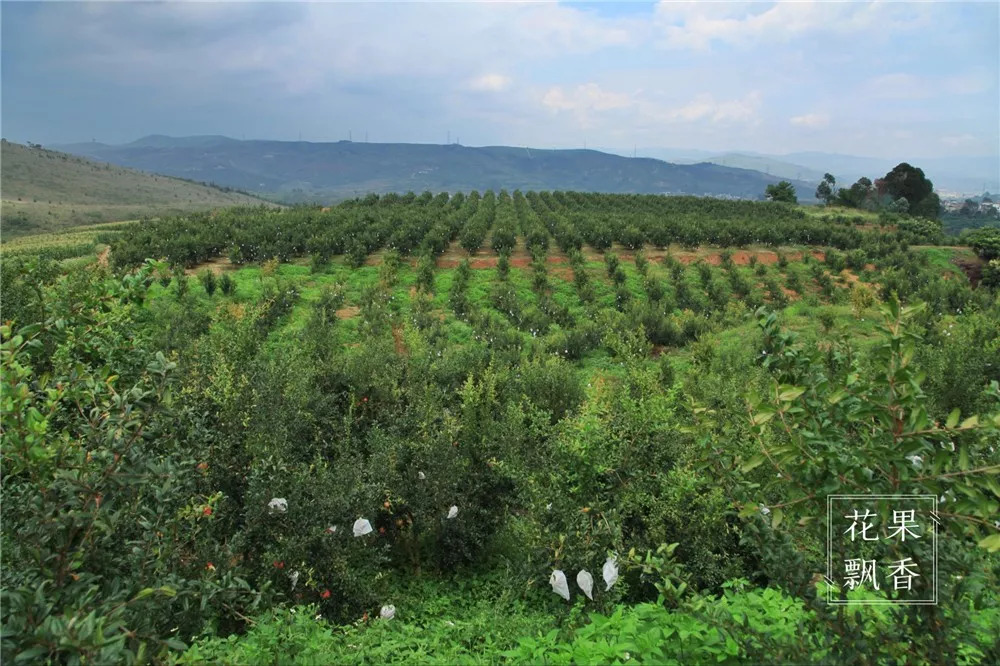 石榴界的网红软籽石榴,今日水果软籽石榴
