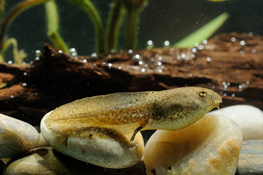 全世界最大的蝌蚪竟变成了小青蛙,世界上最大的蝌蚪长什么样子