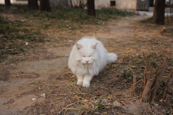 美丽中国北京大学版,美丽中国北京四合院
