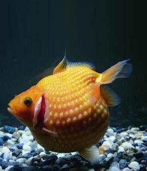 清朝正白旗旗人金鱼养殖心经:《虫鱼雅集》(下)