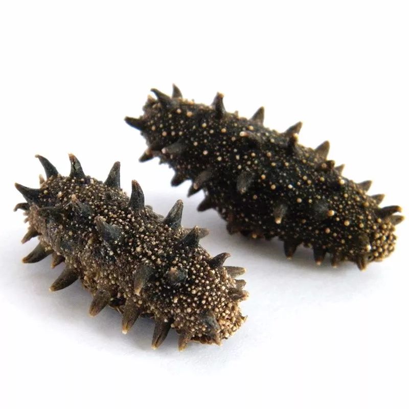 想要有滋补作用的海参要掌握三点,滋补身体用哪种海参比较好