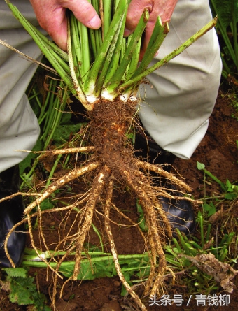 辣根的营养,辣根栽培技术视频