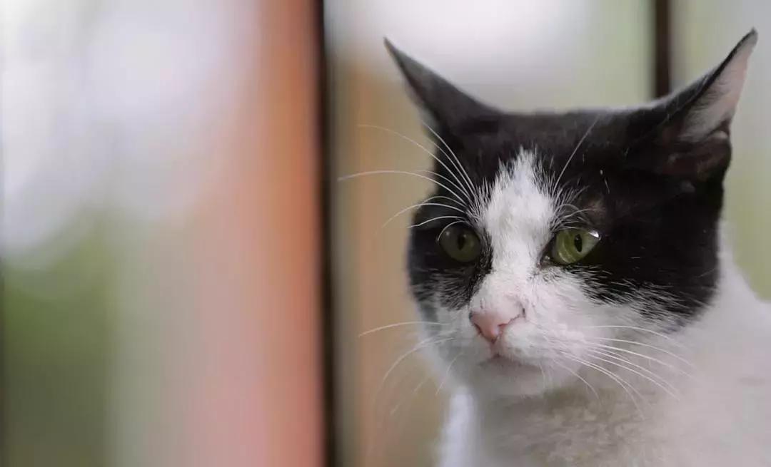 本周院线新片,本周新片先看哪一部