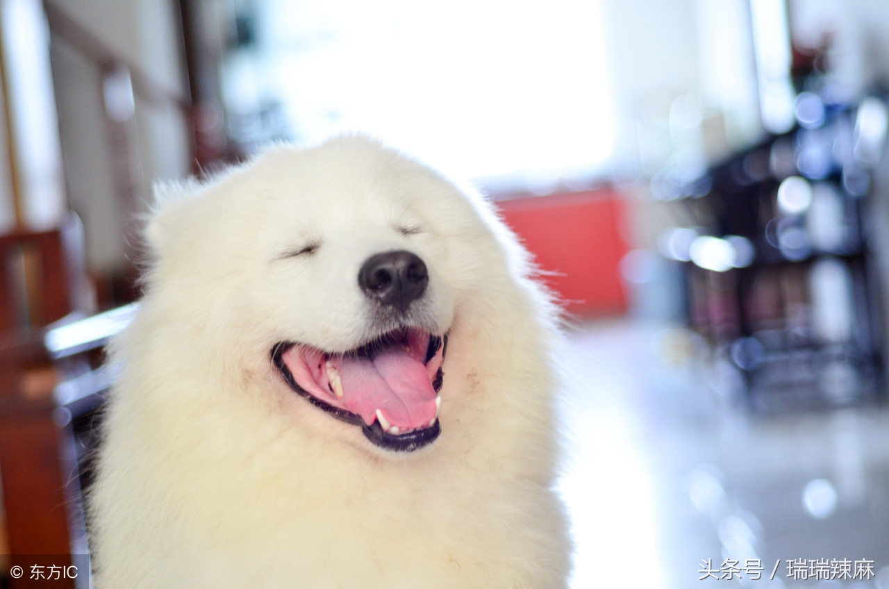 萨摩毛发稀疏打结不蓬松,萨摩毛打结怎么梳理