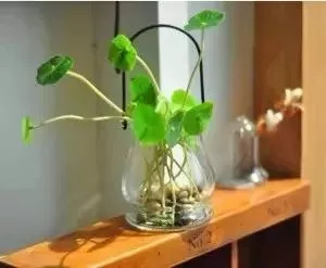 被蚊子咬了后起皮疹,蚊子咬后一大片红肿发硬体内缺啥