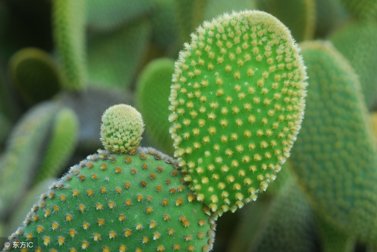 乳腺炎反复化脓该怎么办,乳腺炎一直反复发作怎么办