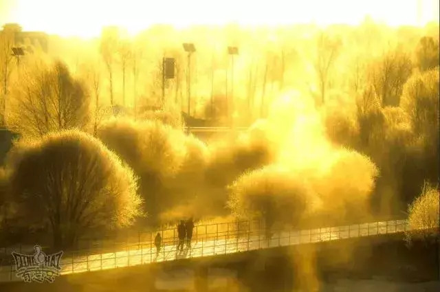 青海十大怪事完整视频,青海十大怪树