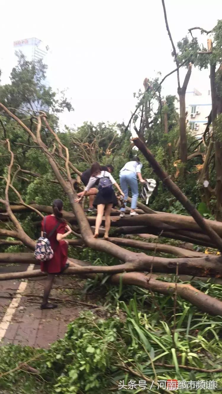 “山竹”过后首个工作日：广东人爬树都要去上班！