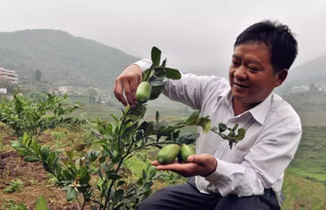 台湾神秘柠檬王，我们喝的手摇柠檬饮，每两杯就有一杯来自他