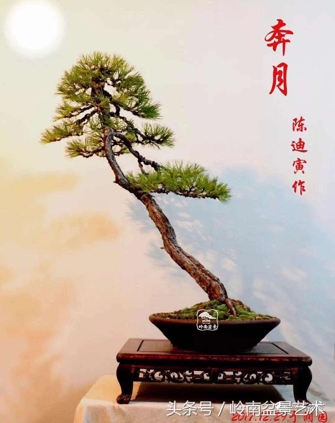 云中松——仰观天宇，俯察尘寰