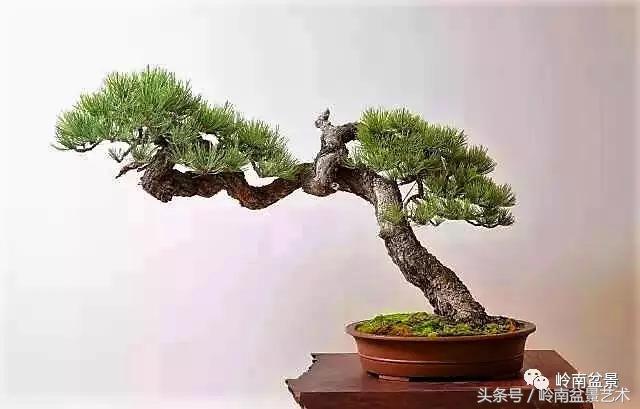 云中松——仰观天宇，俯察尘寰