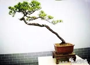 云中松——仰观天宇，俯察尘寰