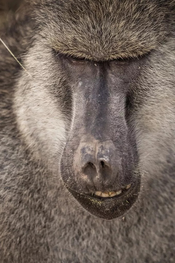 最恐怖的拍摄经历｜我在非洲被长颈鹿强吻了……