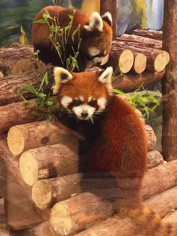 重庆小熊猫互动的动物园,重庆动物园有小熊猫