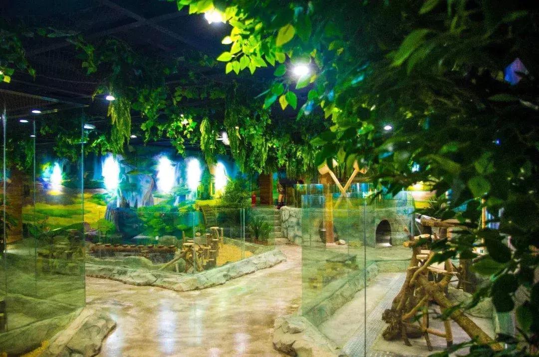 重庆动物园推荐熊猫,重庆动物园冬天有小熊猫吗