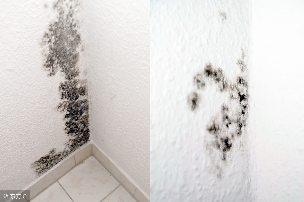 壁纸长霉诱发儿童哮喘？你家墙面为啥老长霉？除霉深度解析090
