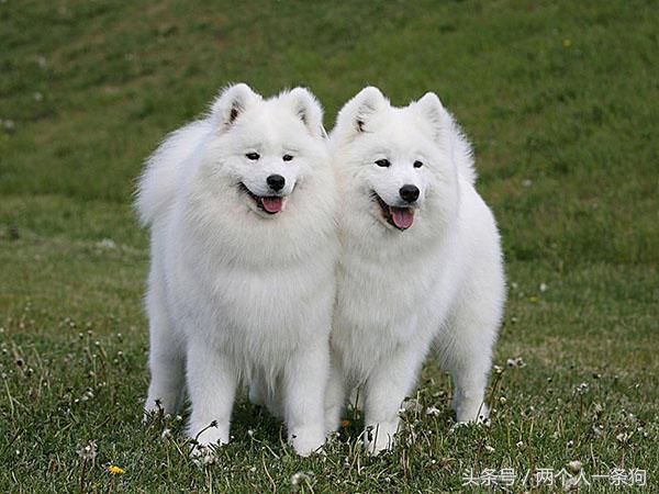 萨摩耶为啥叫微笑天使,萨摩耶的特点有哪些