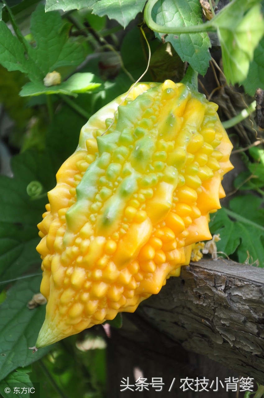 农村常见的几种瓜,土瓜怎么挑才能挑到甜的