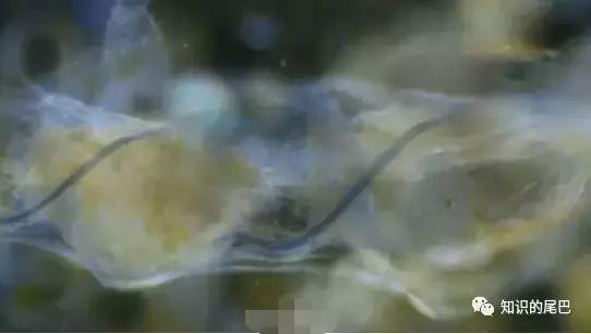 山竹扔垃圾桶,山竹扔垃圾桶里