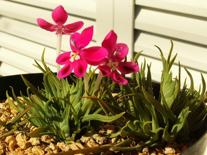 这几种花不仅能吸收二氧化碳防辐射,还能缓解孕吐