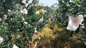 这是一个懂事的石榴，已经学会自己吐籽了