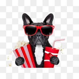 买狗粮买什么最好吃的品种,买什么狗粮