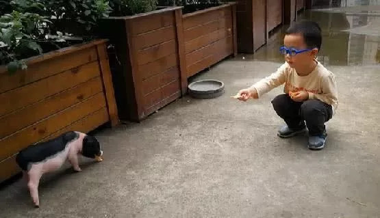 羊驼开门视频,羊驼出门迎接主人