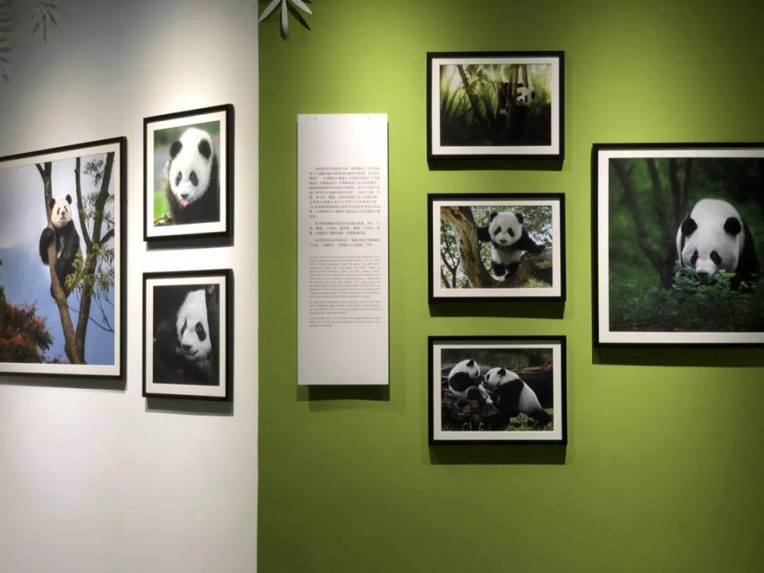 羊驼开门视频,羊驼出门迎接主人