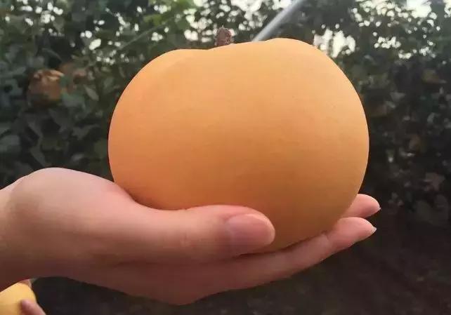 烟台苹果节大赛,烟台苹果节第几届