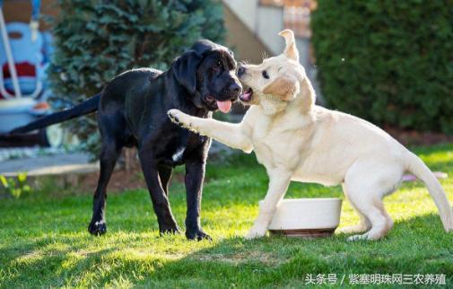 新手养拉布拉多入门必备攻略,拉布拉多养殖攻略