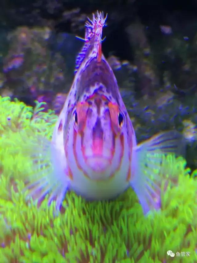 新手养热带鱼买什么水草好,新手好养的低温热带鱼