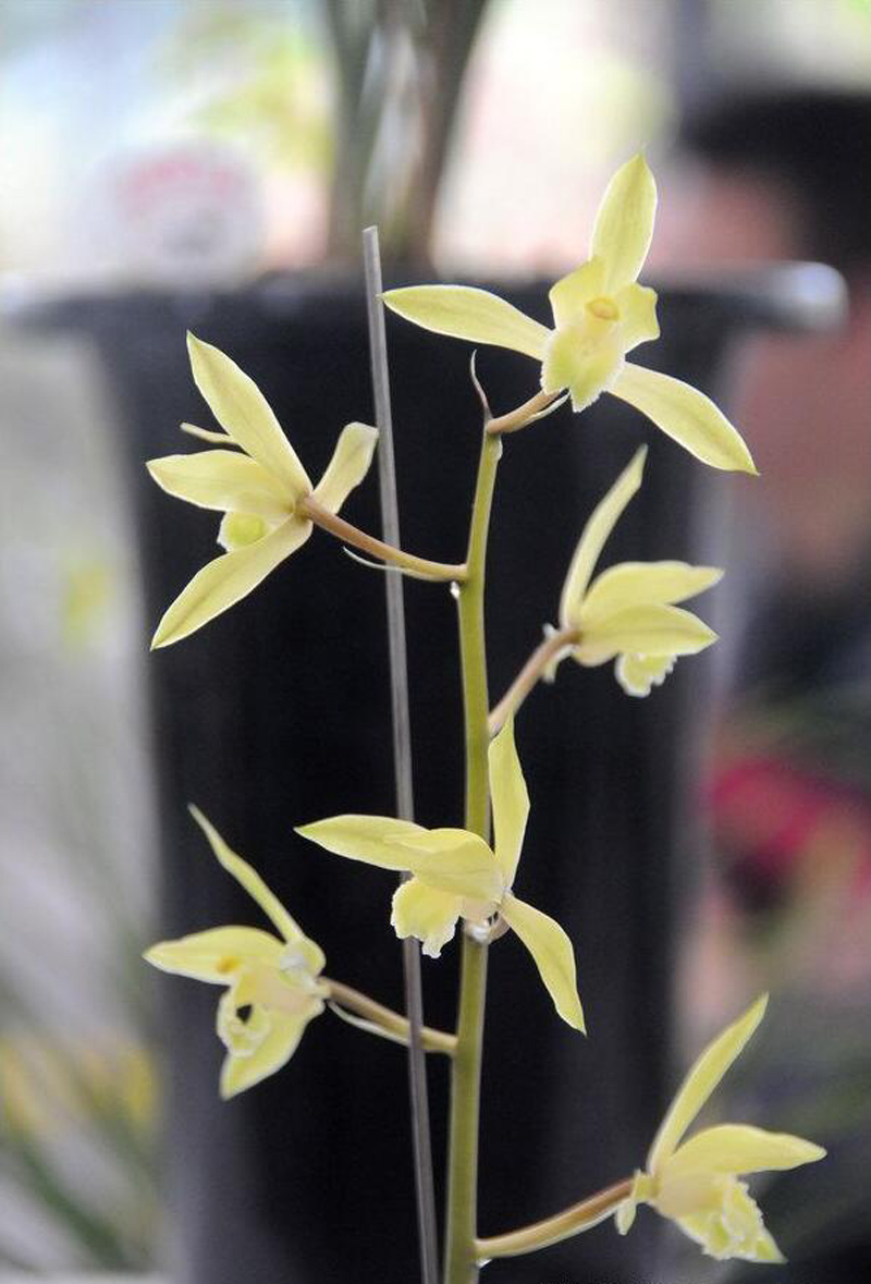 国魂兰花怎么辨别真假,宋梅兰花真假判断方法