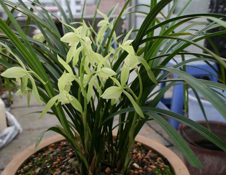 兰花常见病害及防治方法,兰花的病虫害及防治方法