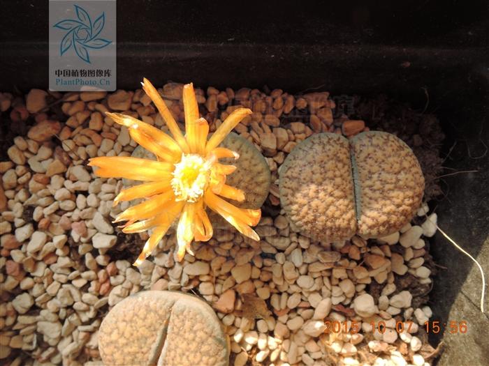 月季香槟玫瑰,月季玫瑰蔷薇你分得清吗