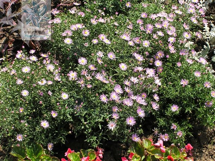 月季香槟玫瑰,月季玫瑰蔷薇你分得清吗