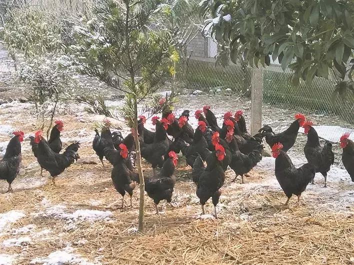 大时代小岁月丨何姮娟：从流水线到养殖场，靠的是一股自信