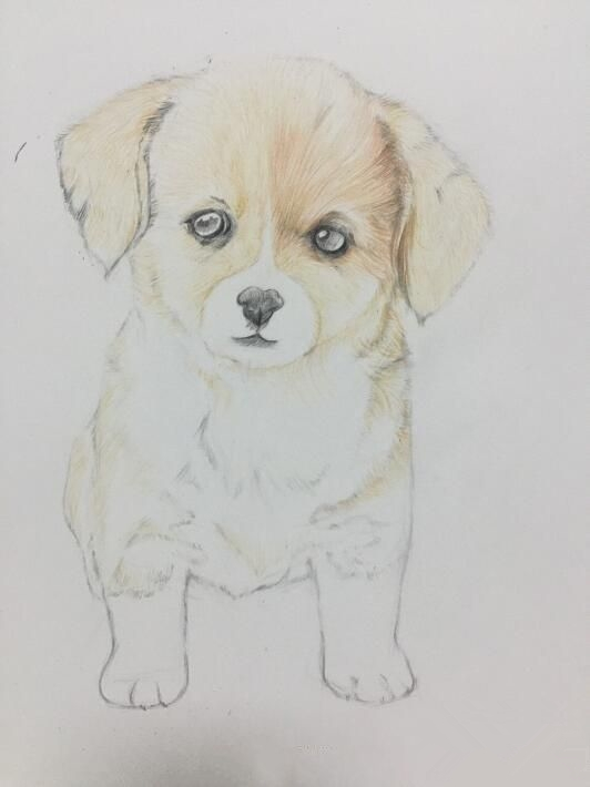 初学画简单小狗,画小狗儿童画涂色